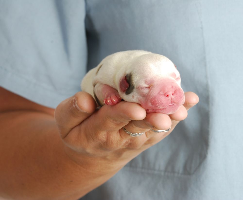 Mandatory C-Section Spays